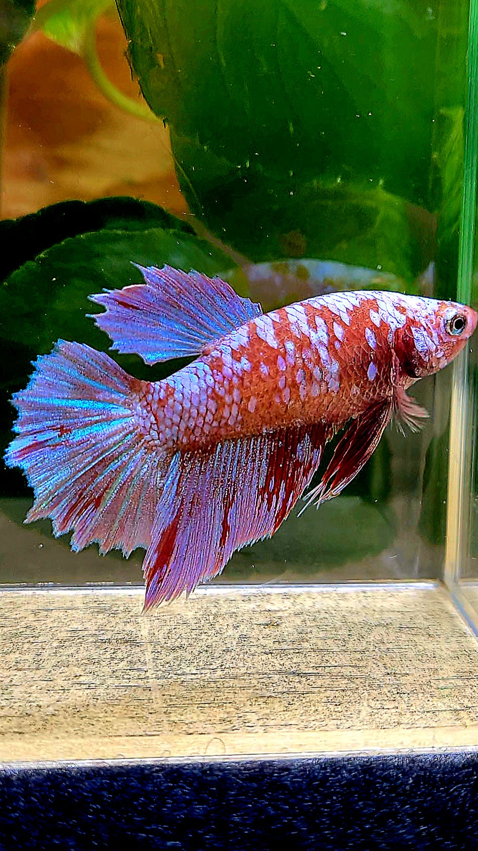 FEMALE HALFMOON RED PURPLE GALAXY RPG BETTA FISH