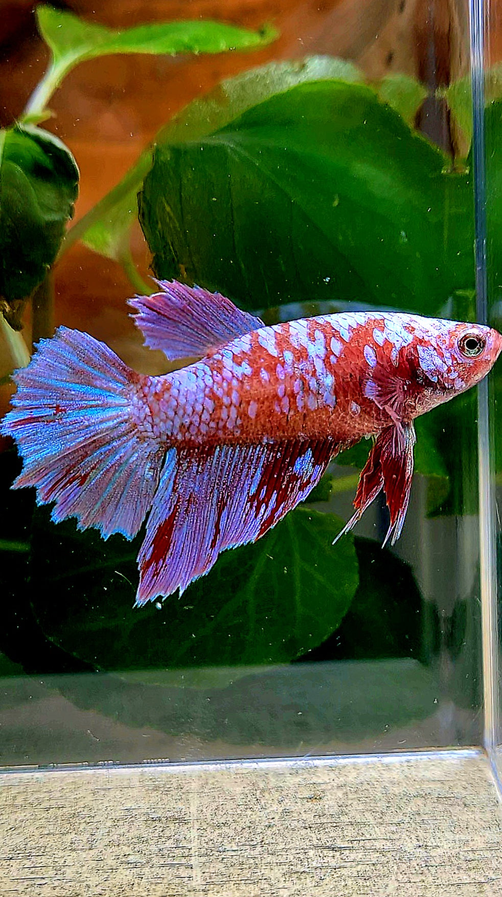 FEMALE HALFMOON RED PURPLE GALAXY RPG BETTA FISH