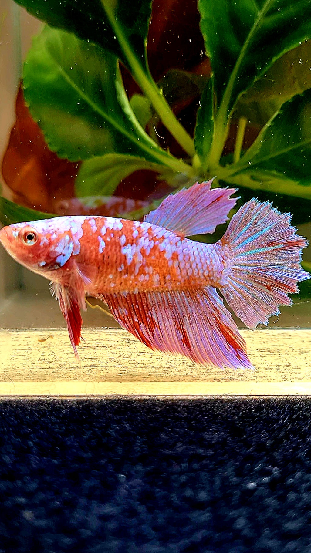 FEMALE HALFMOON RED PURPLE GALAXY RPG BETTA FISH