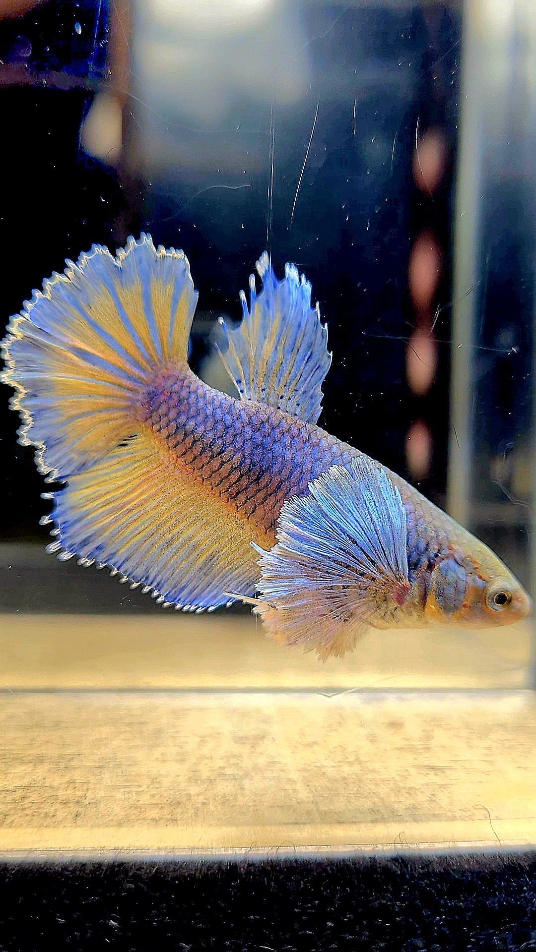 FEMALE HALFMOON DUMBO EAR MUSTARD GAS YELLOW BLUE BETTA FISH