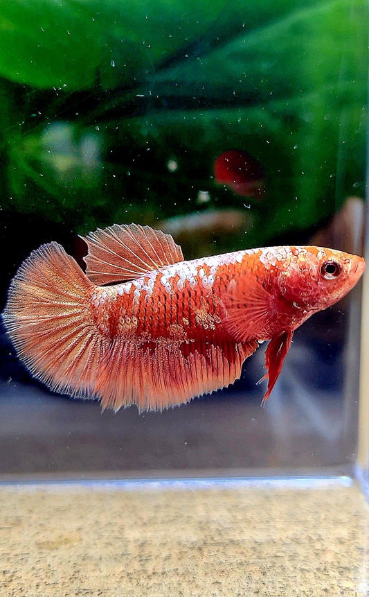 FEMALE HALFMOON RED GOLD GALAXY RGG BETTA FISH