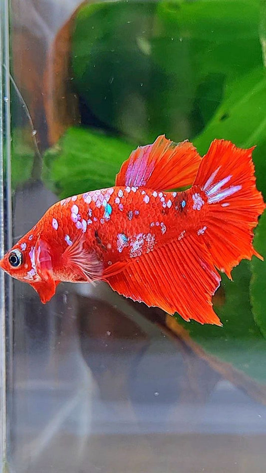 FEMALE HALFMOON RED KOI GALAXY MULTICOLOR BETTA FISH