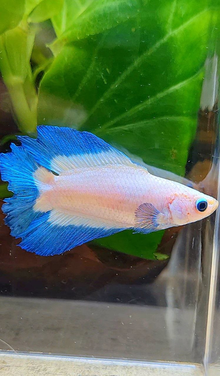 FEMALE HALFMOON DOUBLE TAIL BUTTERFLY BETTA FISH