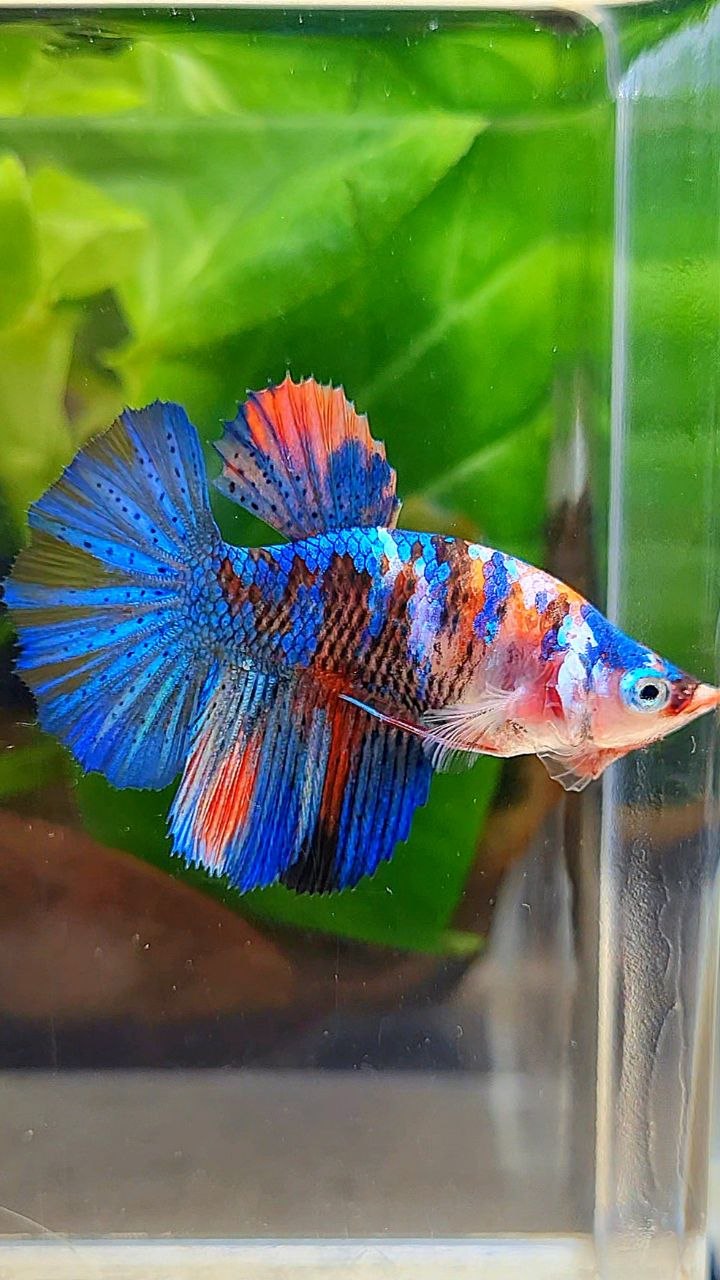 FEMALE HALFMOON ROSETAIL ORANGE BLUE GALAXY MULTICOLOR BETTA FISH