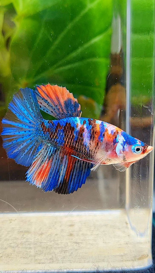 FEMALE HALFMOON ROSETAIL ORANGE BLUE GALAXY MULTICOLOR BETTA FISH