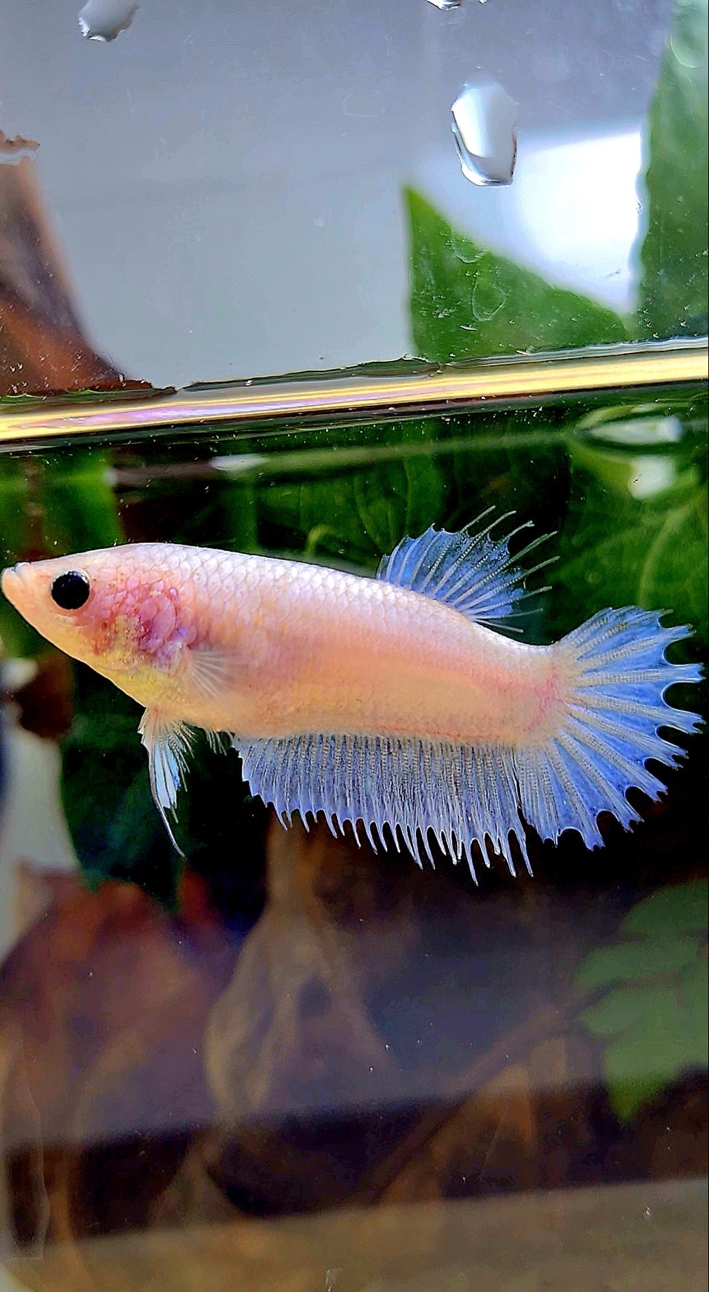 FEMALE CROWNTAIL WHITE CELLOPHANE BETTA FISH