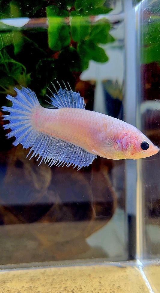 FEMALE CROWNTAIL WHITE CELLOPHANE BETTA FISH