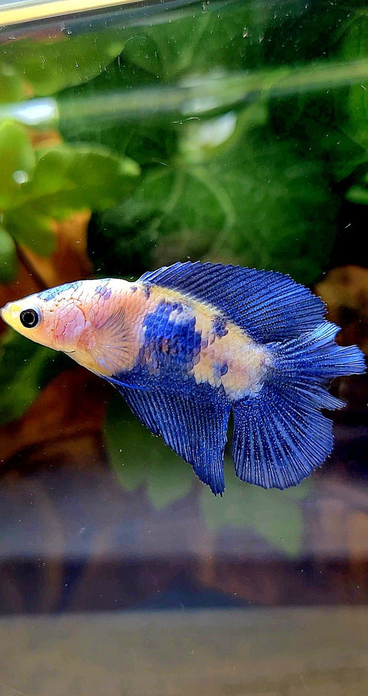 FEMALE HALFMOON DOUBLE TAIL BLUE RIM PANDA MARBLE BETTA FISH