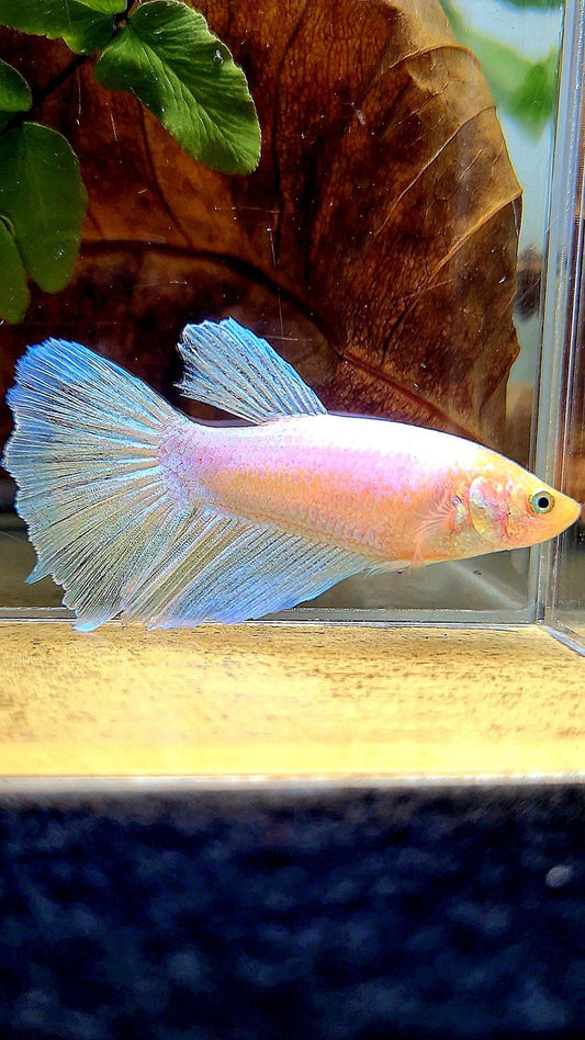 XL FEMALE HALFMOON WHITE OPAQUE BETTA FISH