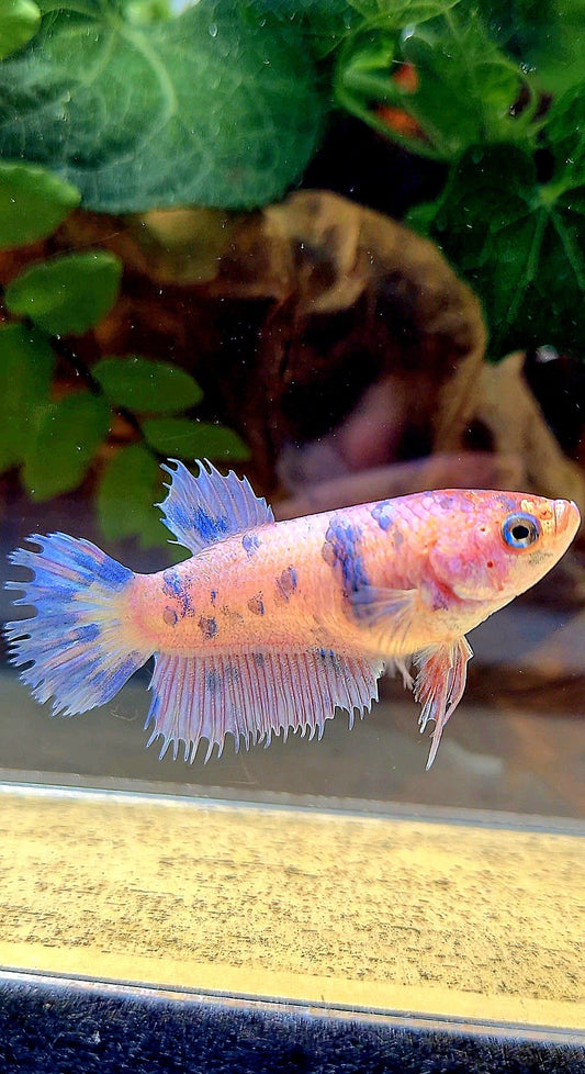 FEMALE CROWNTAIL PLAKAT PURPLE DOTS MARBLE BETTA FISH
