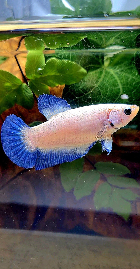 FEMALE PLAKAT BLUE RIM BETTA FISH
