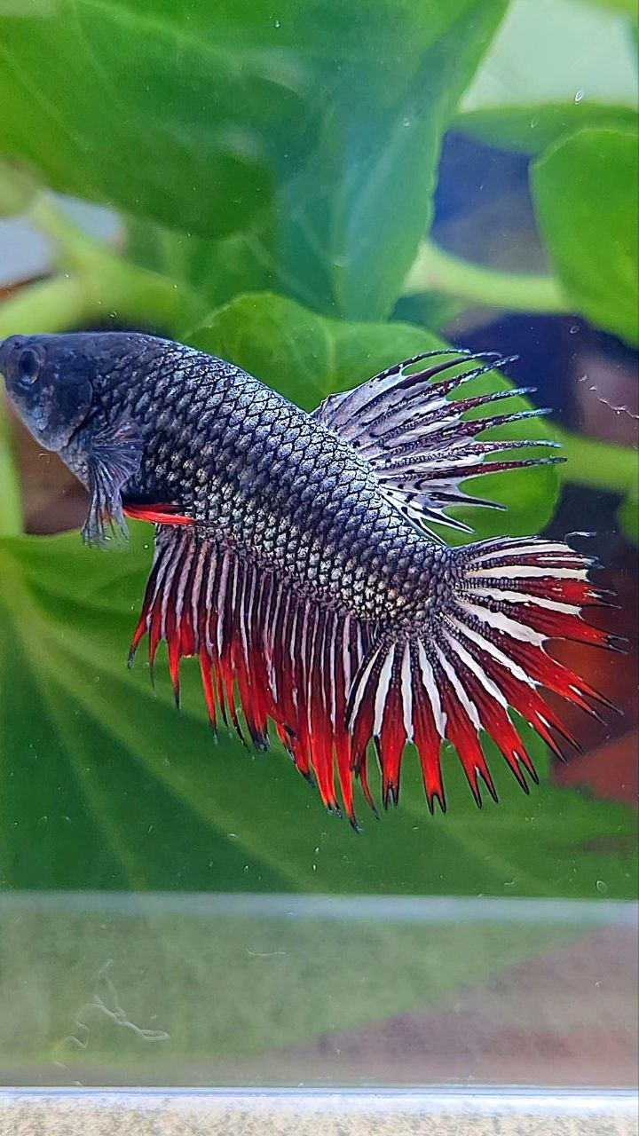 CROWNTAIL RED COPPER IMBELIS HYBRID WILD BETTA FISH