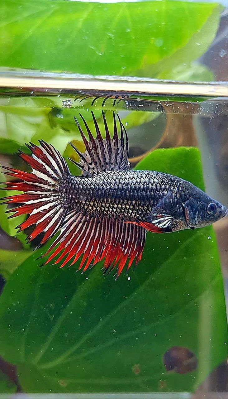 CROWNTAIL RED COPPER IMBELIS HYBRID WILD BETTA FISH