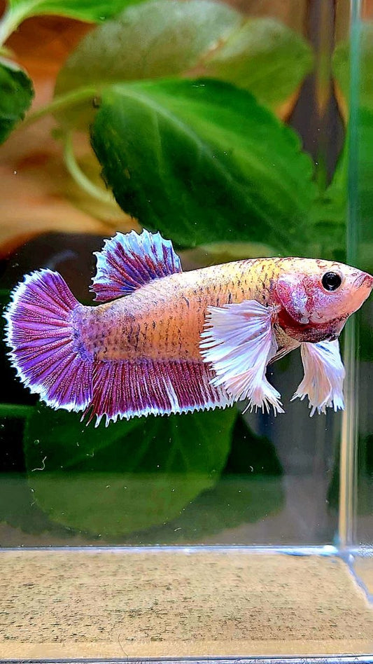 FEMALE PLAKAT DUMBO EAR PURPLE MASCOT BETTA FISH