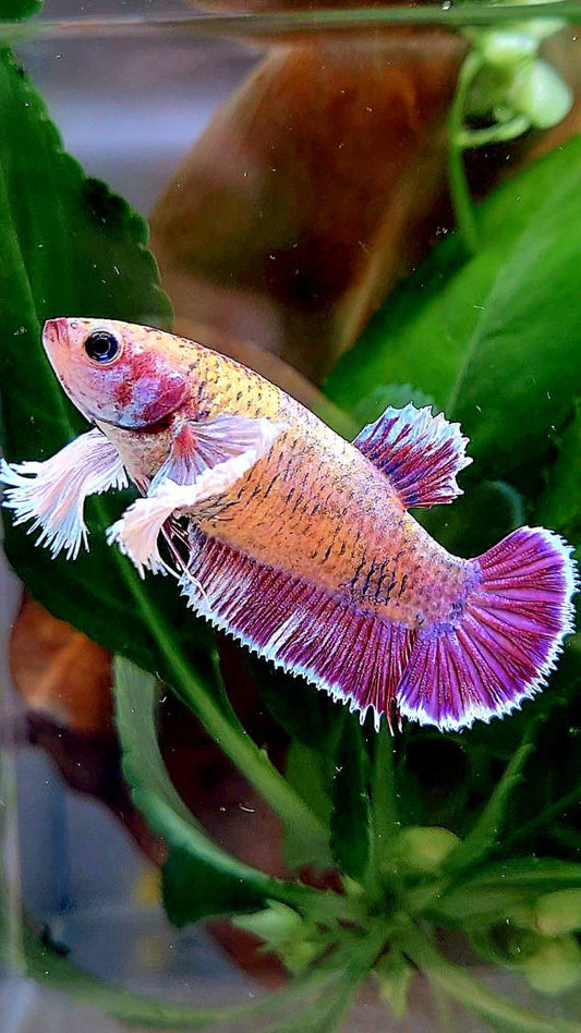 FEMALE PLAKAT DUMBO EAR PURPLE MASCOT BETTA FISH