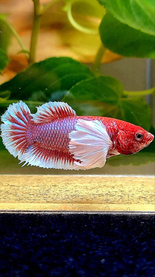 FEMALE PLAKAT DUMBO EAR PURPLE RED HEAD LAVENDER BETTA FISH