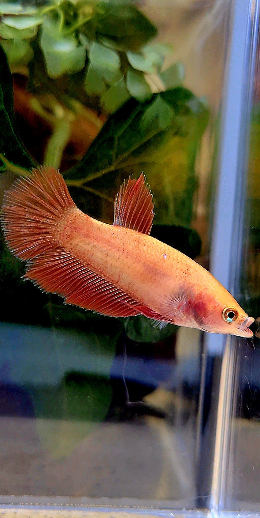 FEMALE HALFMOON SUPER RED BETTA FISH
