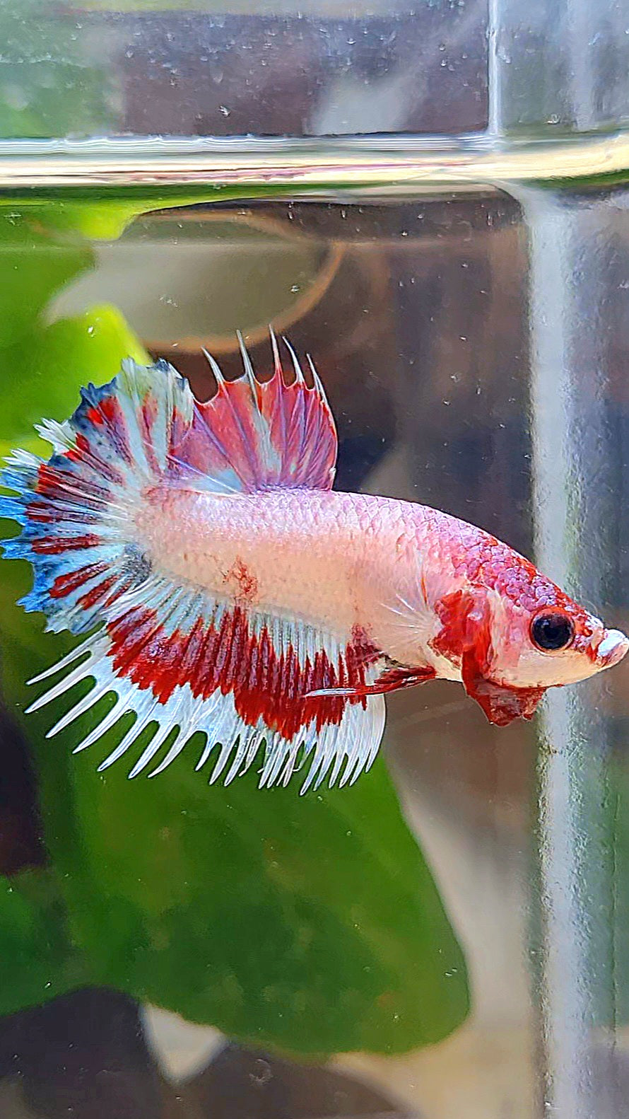 CROWNTAIL PLAKAT AOC PINK PATTERN UNIQUE BETTA FISH