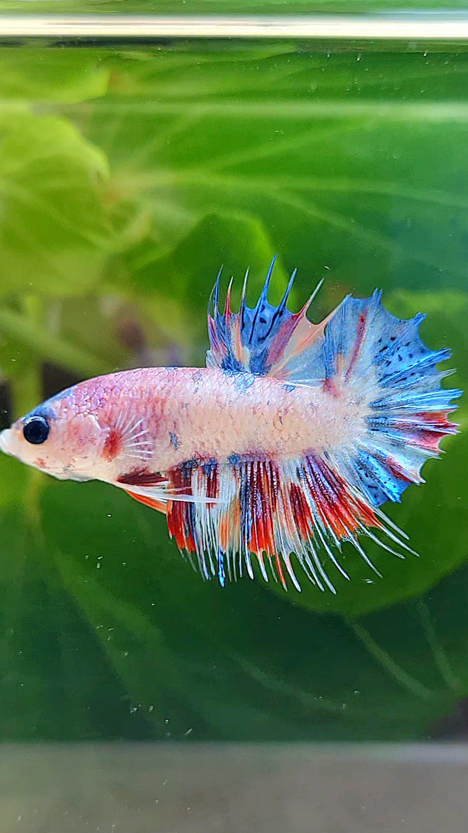 CROWNTAIL PLAKAT CANDY MULTICOLOR BETTA FISH