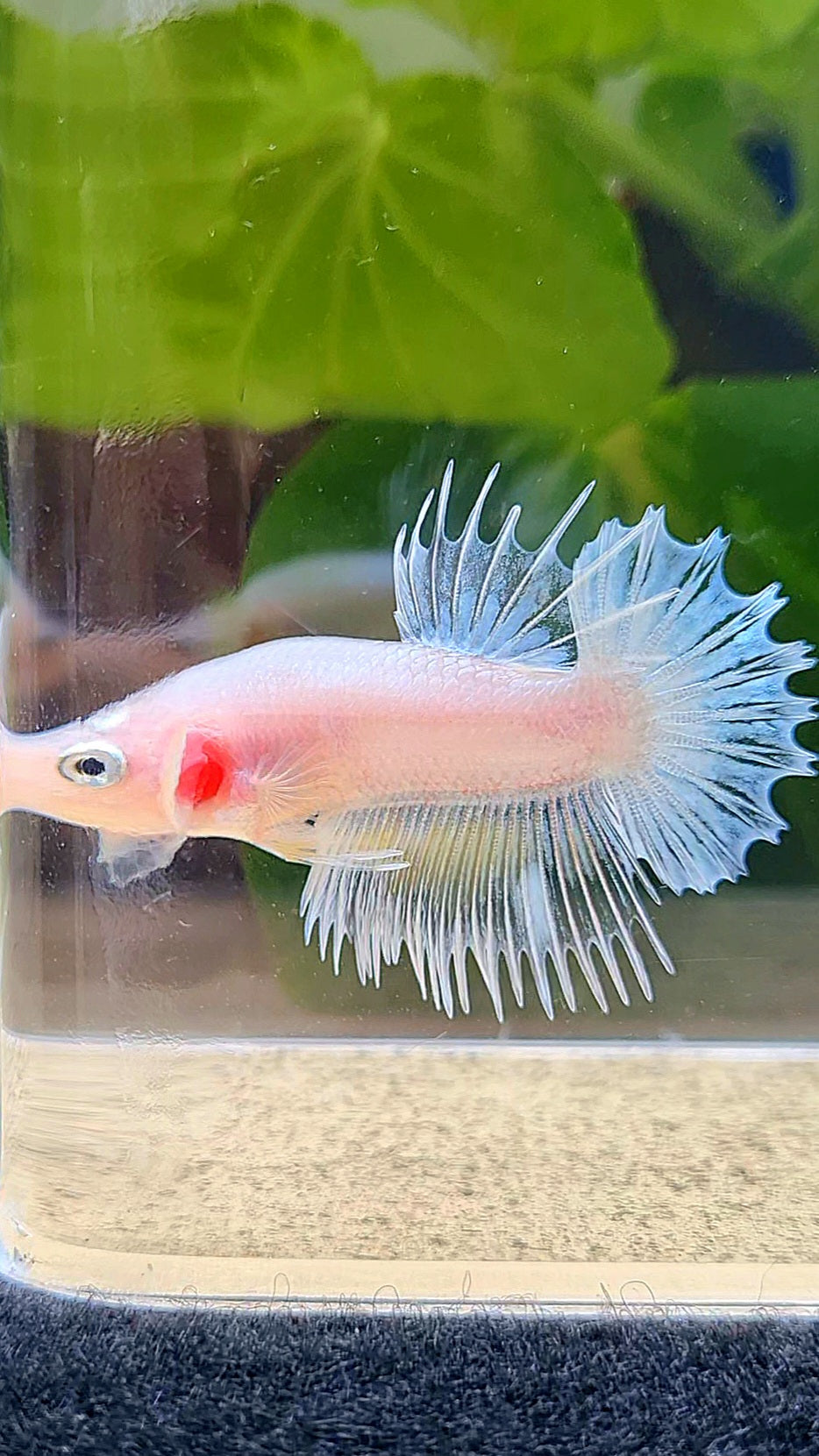 CROWNTAIL PLAKAT WHITE GLASS CELLOPHANE BETTA FISH
