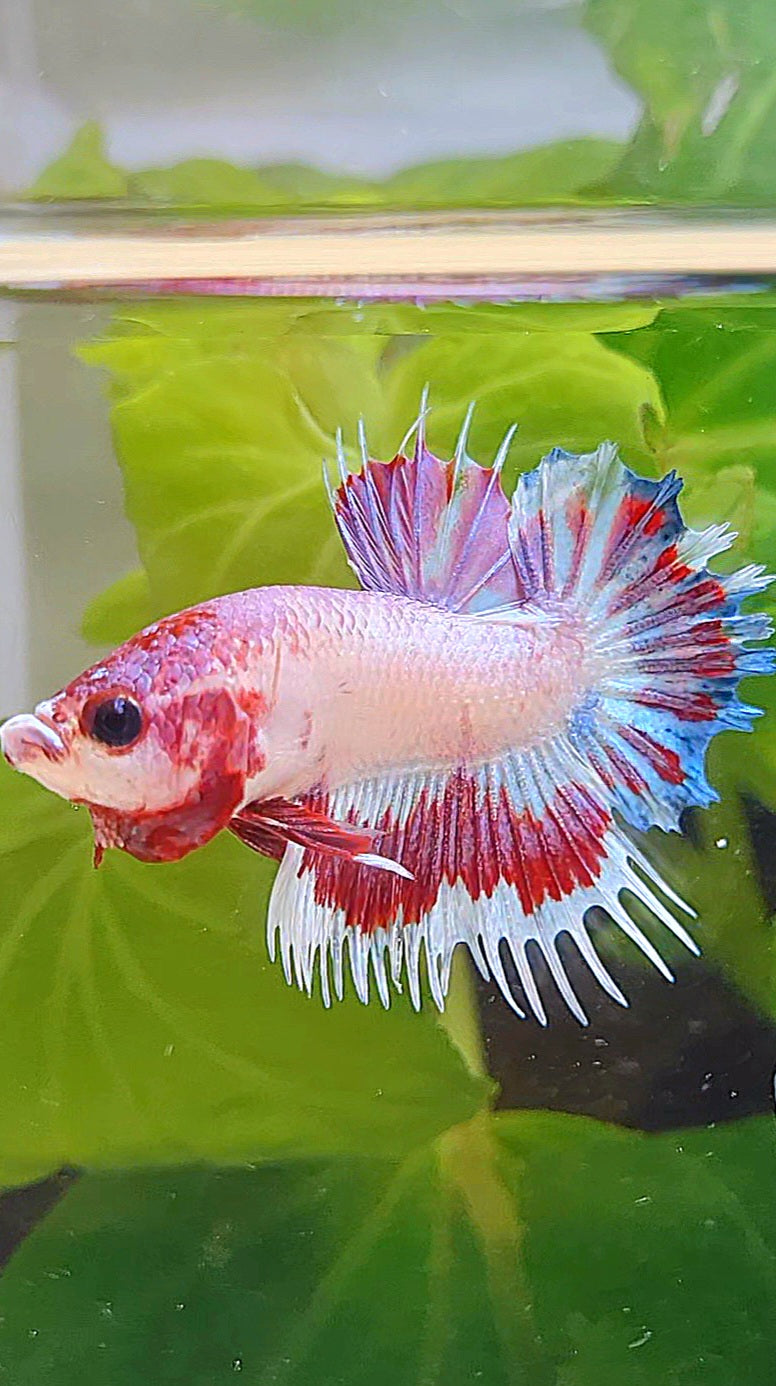 CROWNTAIL PLAKAT AOC PINK PATTERN UNIQUE BETTA FISH
