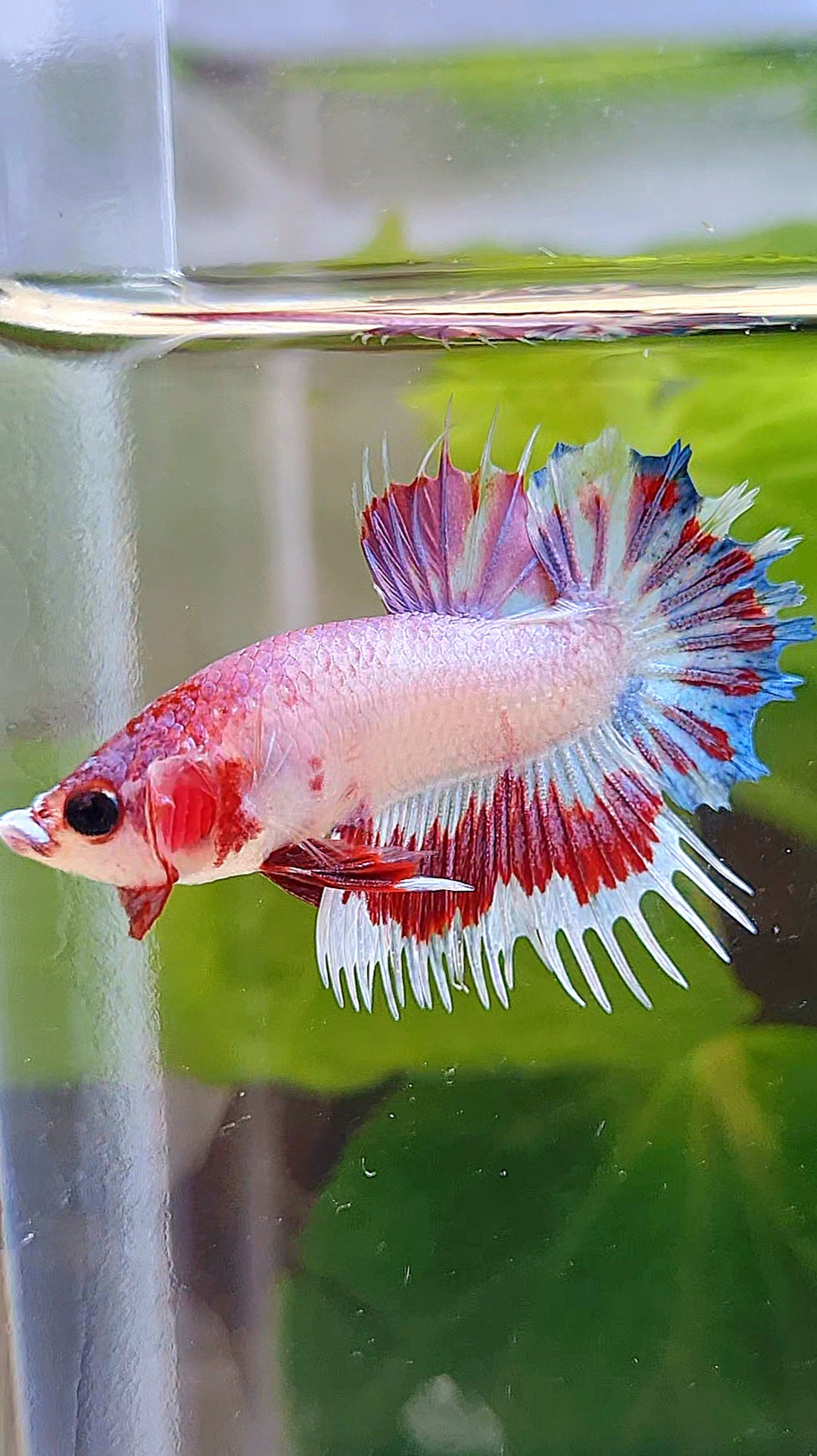 CROWNTAIL PLAKAT AOC PINK PATTERN UNIQUE BETTA FISH