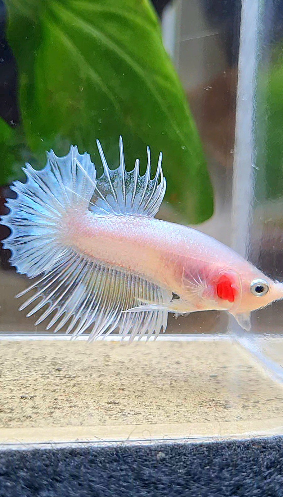 CROWNTAIL PLAKAT WHITE GLASS CELLOPHANE BETTA FISH