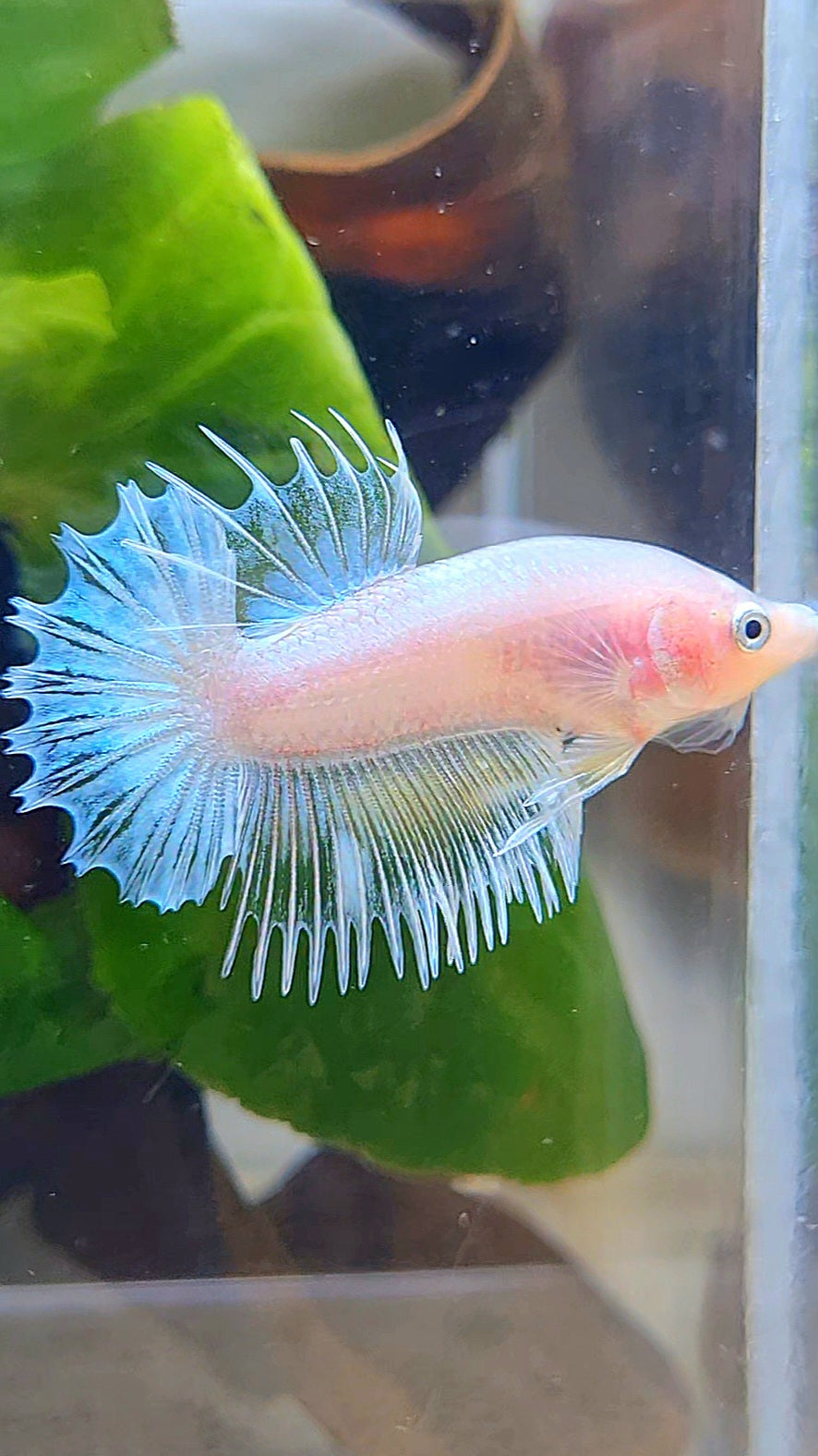 CROWNTAIL PLAKAT WHITE GLASS CELLOPHANE BETTA FISH
