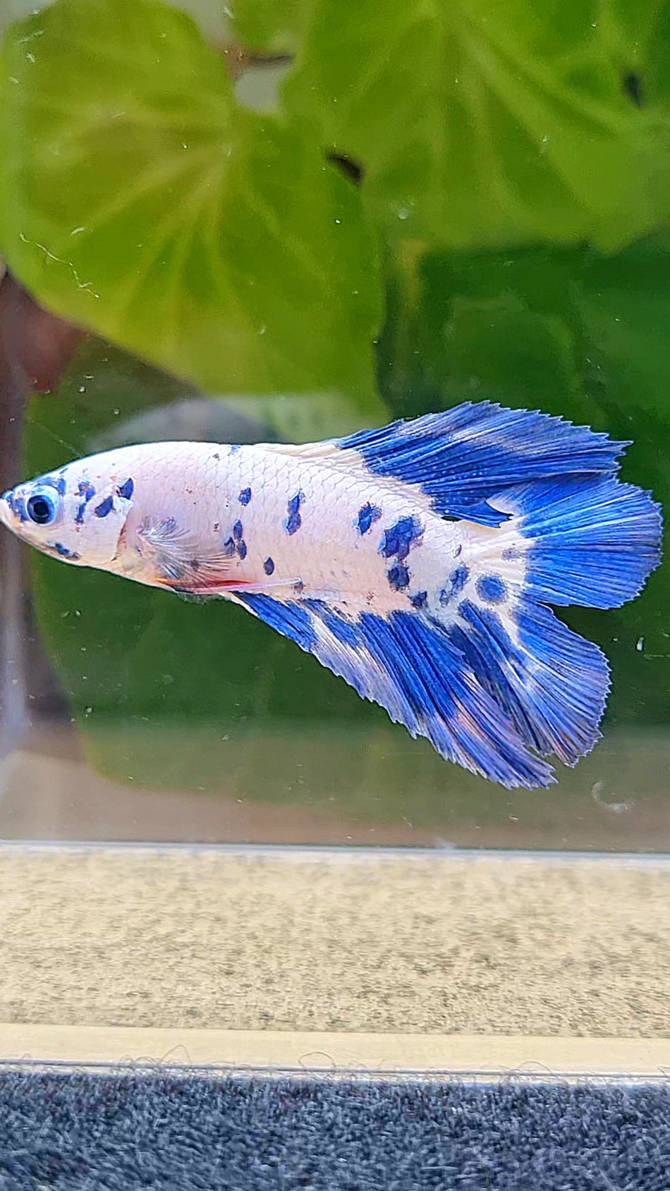 HALFMOON DOUBLE TAIL BLUE DOTS MARBLE BETTA FISH
