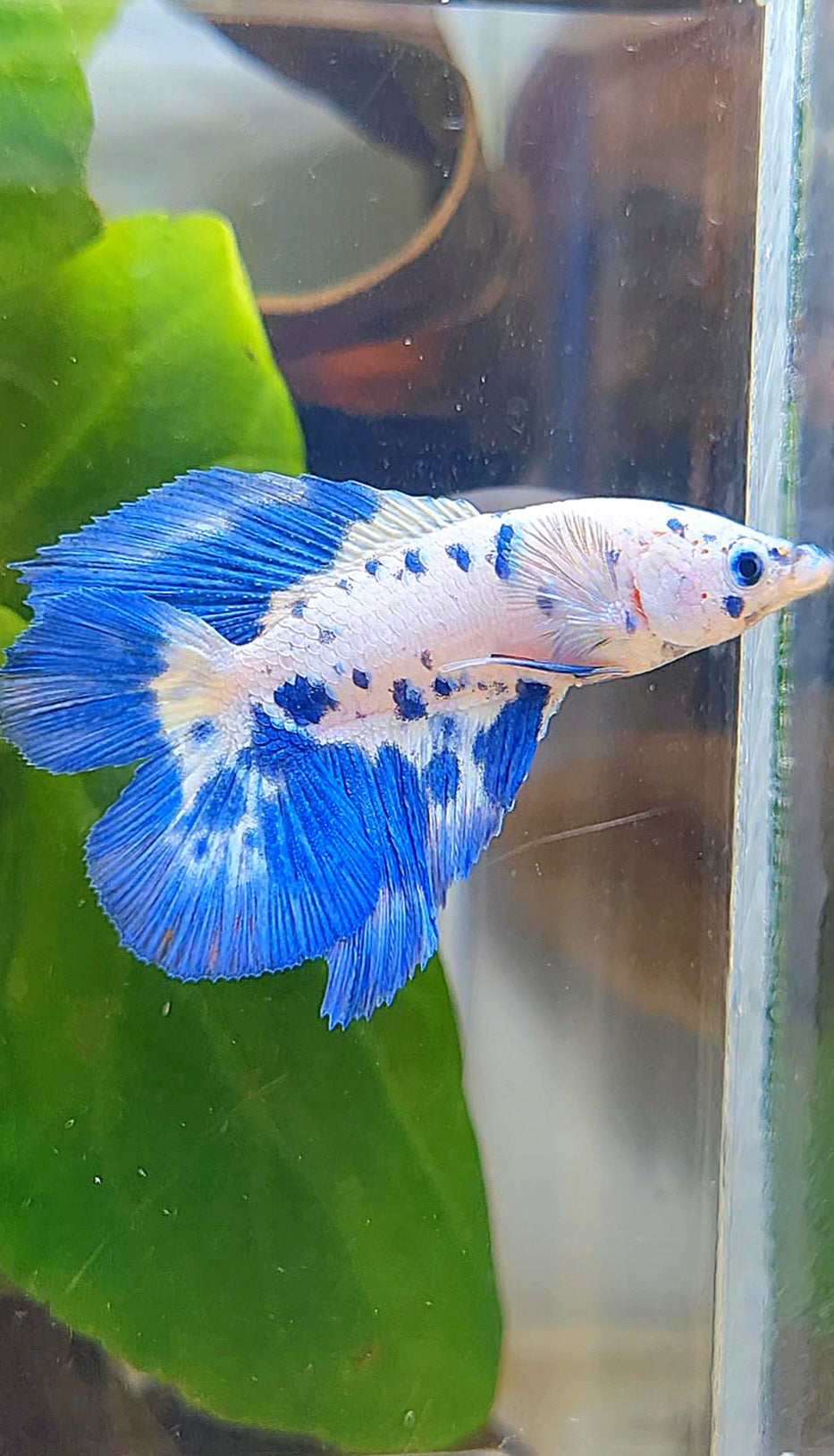 HALFMOON DOUBLE TAIL BLUE DOTS MARBLE BETTA FISH