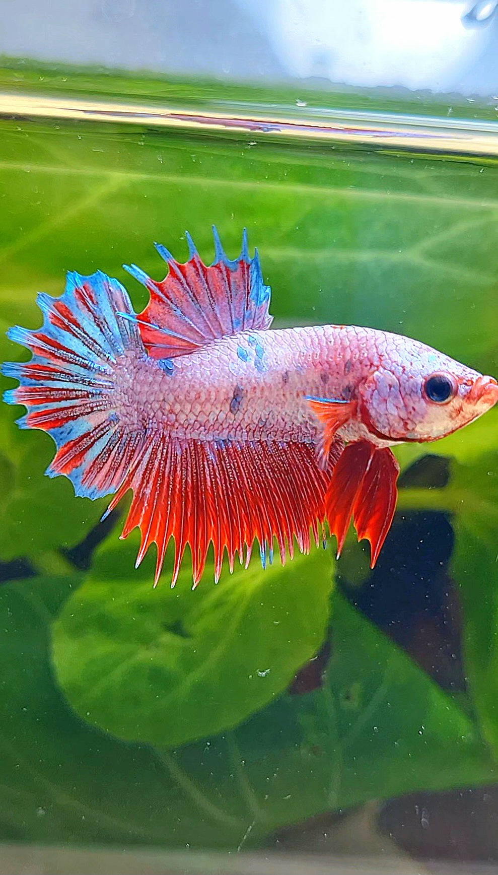 CROWNTAIL PLAKAT PINK FANCY FLAMINGGO DOTS BETTA FISH