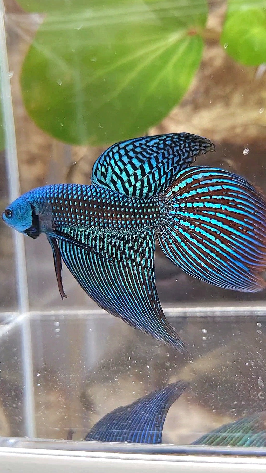 LONGFIN ALIEN GREEN BLUE HYBRID WILD BETTA FISH