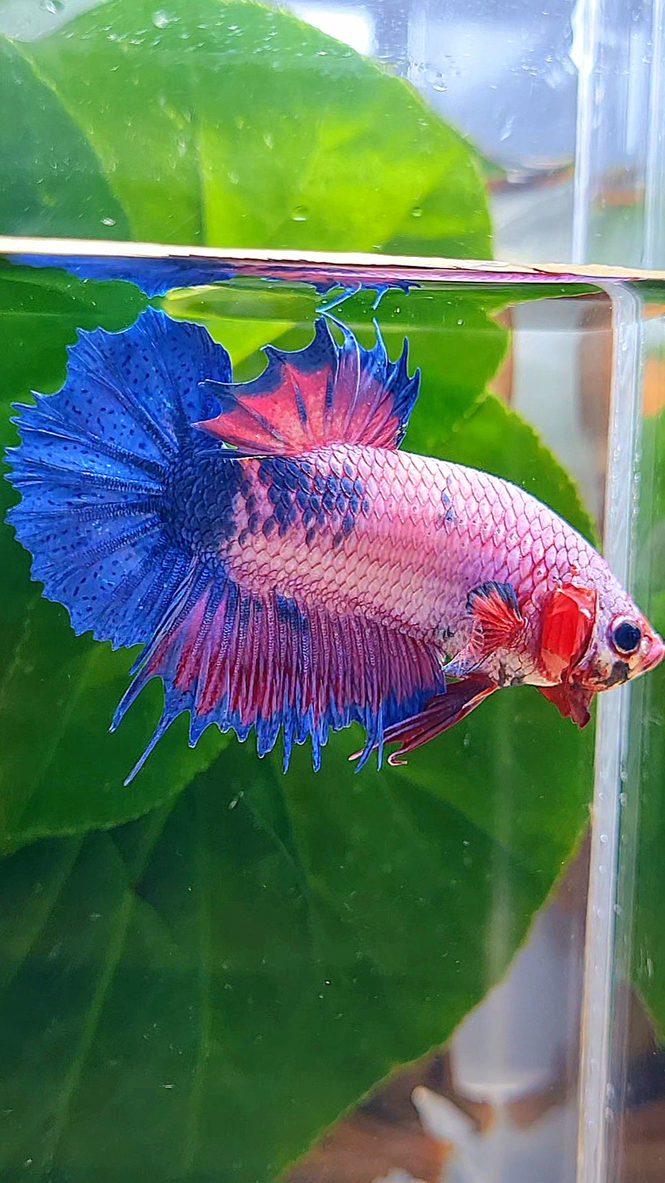 CROWNTAIL PLAKAT PURPLE BLUE FANCY BETTA FISH