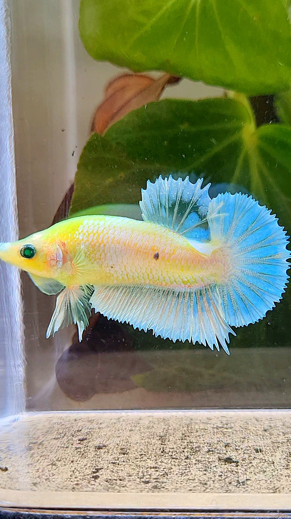 PLAKAT HULK NEON WHITE BLUE SKY UNIQUE BETTA FISH