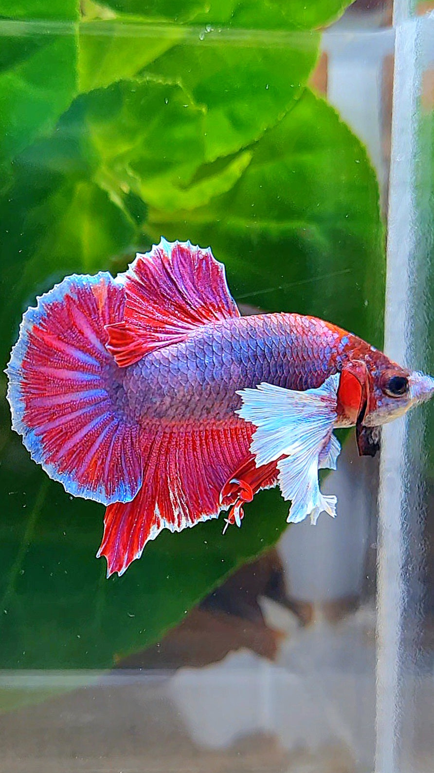 PLAKAT DUMBO EAR PURPLE MASCOT BETTA FISH