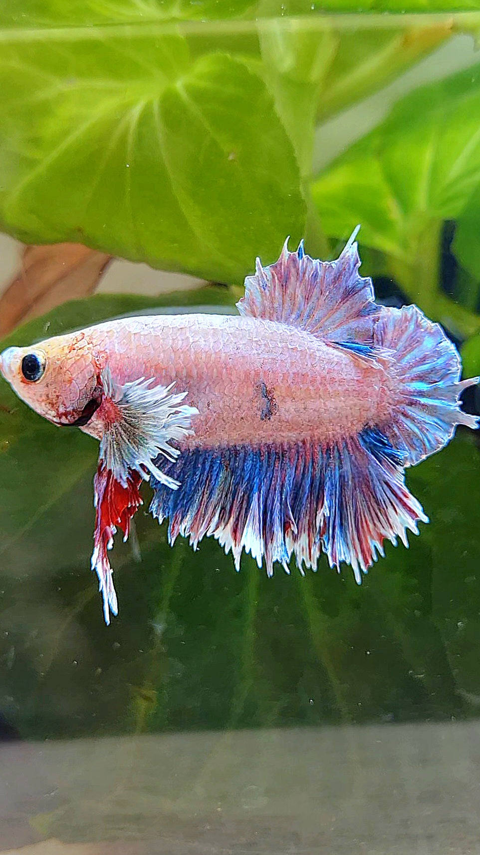 PLAKAT FEATHER TAIL DUMBO EAR GRIZZLE BETTA FISH