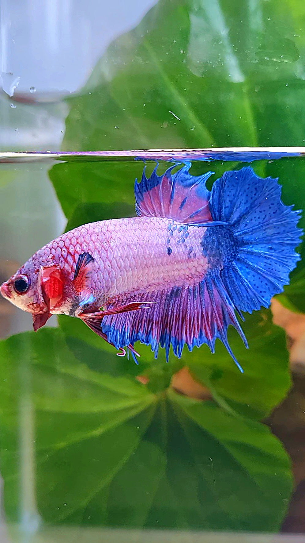 CROWNTAIL PLAKAT PURPLE BLUE FANCY BETTA FISH