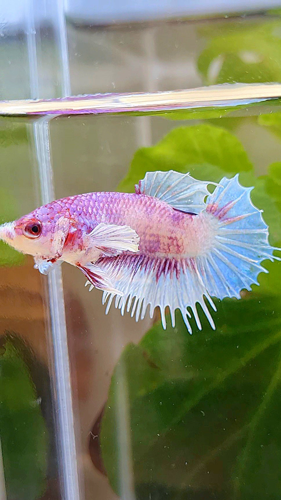 CROWNTAIL PLAKAT BIG EAR PINK WHITE FANCY BETTA FISH
