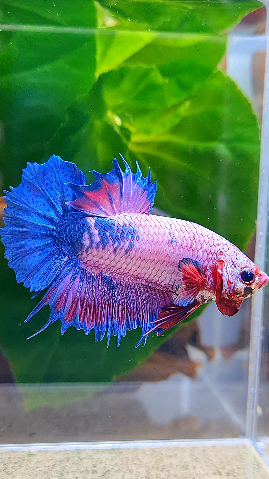 CROWNTAIL PLAKAT PURPLE BLUE FANCY BETTA FISH