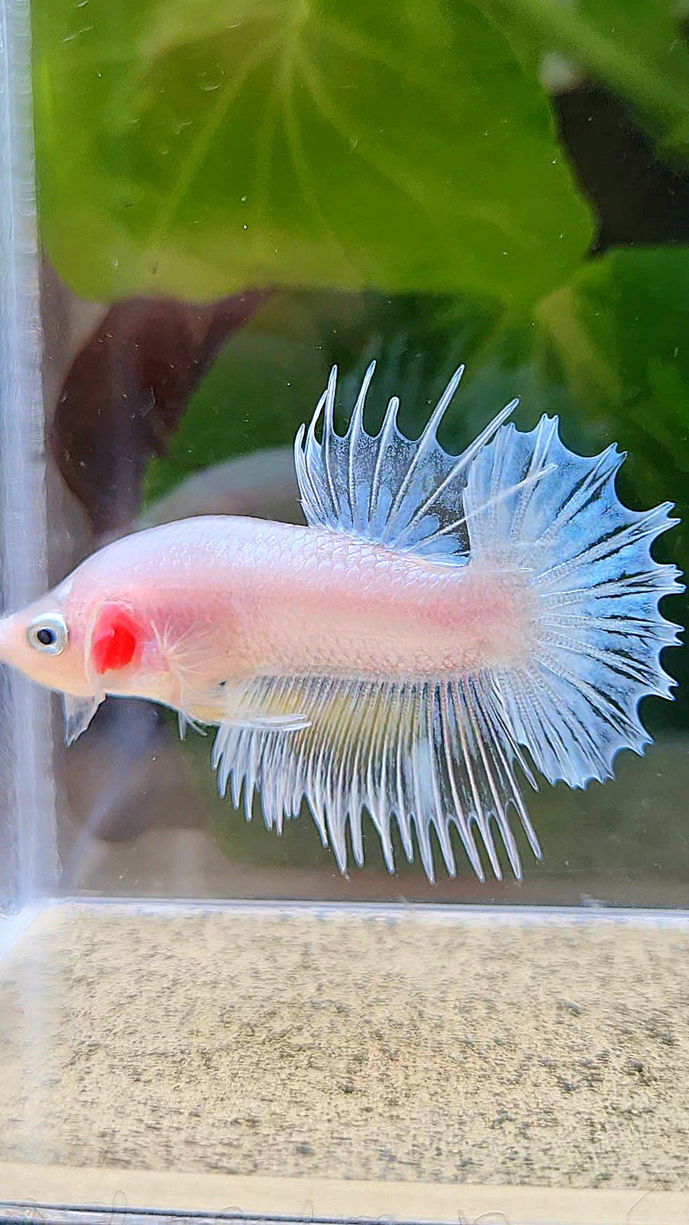 CROWNTAIL PLAKAT WHITE GLASS CELLOPHANE BETTA FISH