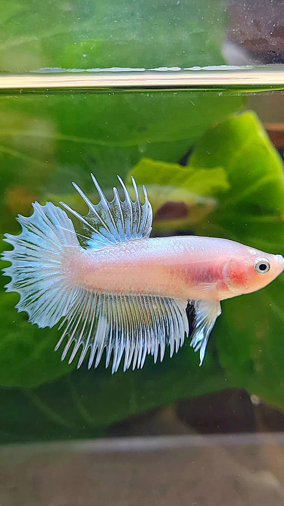 CROWNTAIL PLAKAT WHITE GLASS CELLOPHANE BETTA FISH
