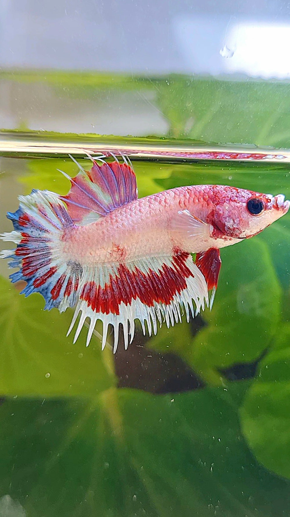CROWNTAIL PLAKAT AOC PINK PATTERN UNIQUE BETTA FISH
