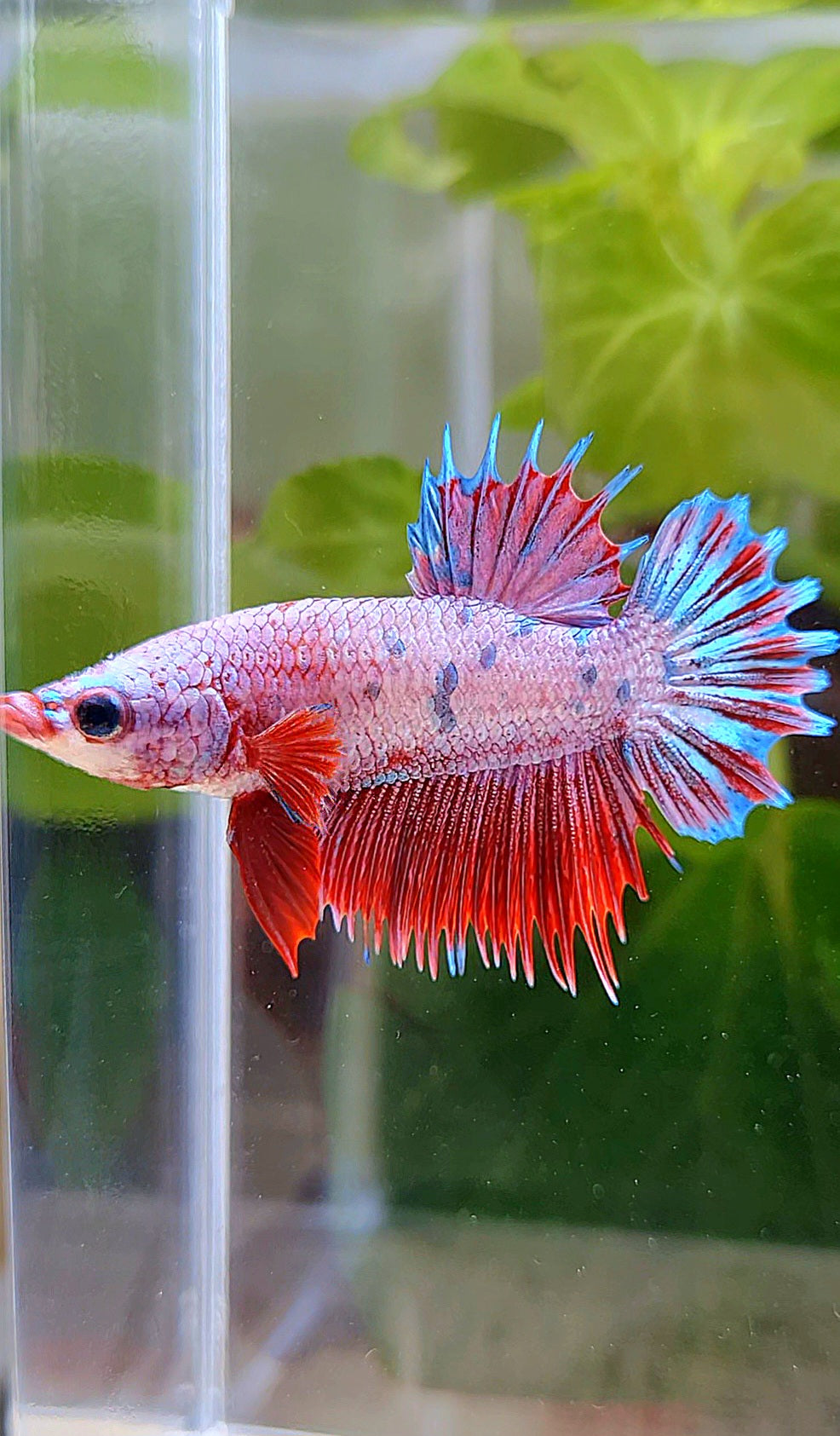 CROWNTAIL PLAKAT PINK FANCY FLAMINGGO DOTS BETTA FISH