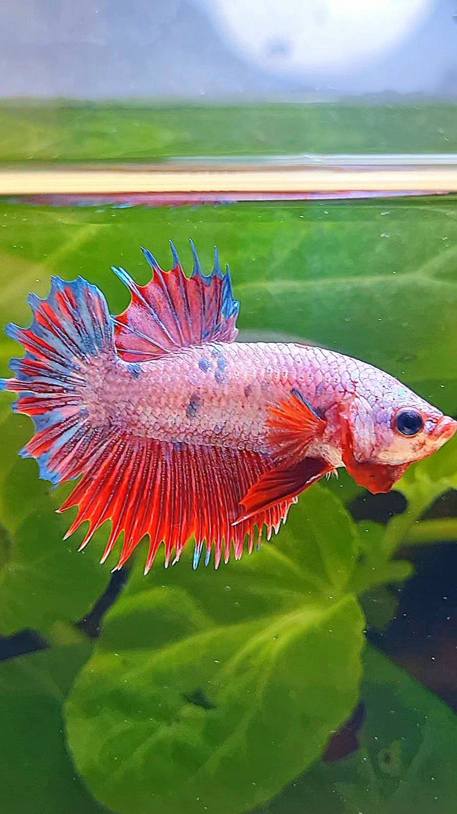 CROWNTAIL PLAKAT PINK FANCY FLAMINGGO DOTS BETTA FISH