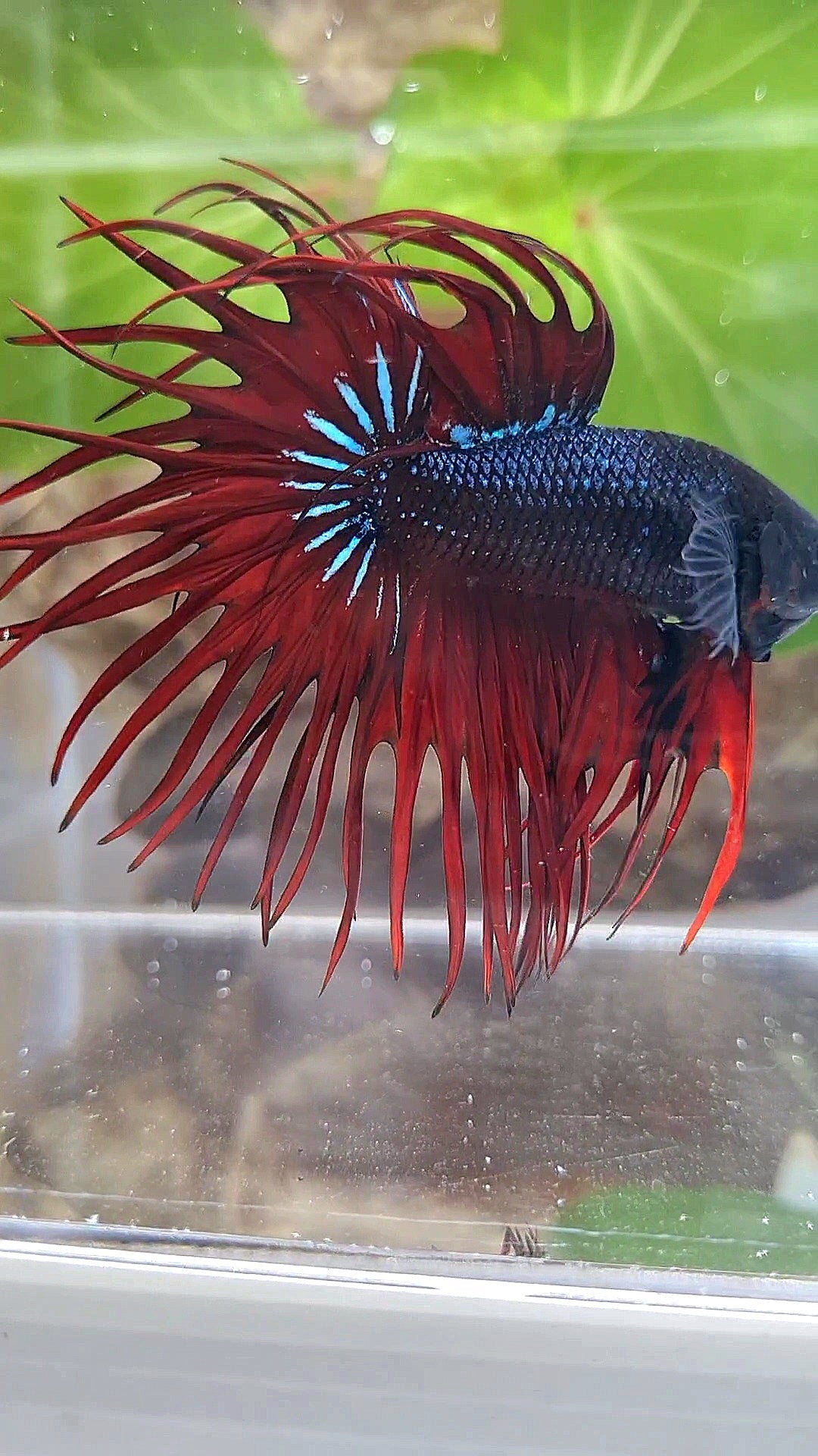LUXURY XL KING CROWNTAIL BLACK RED VAMPIRE BETTA FISH