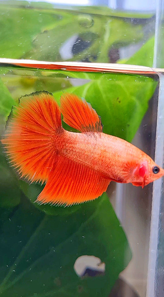 FEMALE HALFMOON RED BETTA FISH