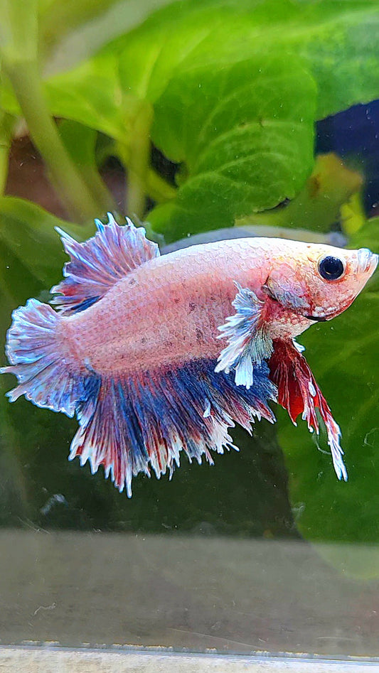 PLAKAT FEATHER TAIL DUMBO EAR GRIZZLE BETTA FISH