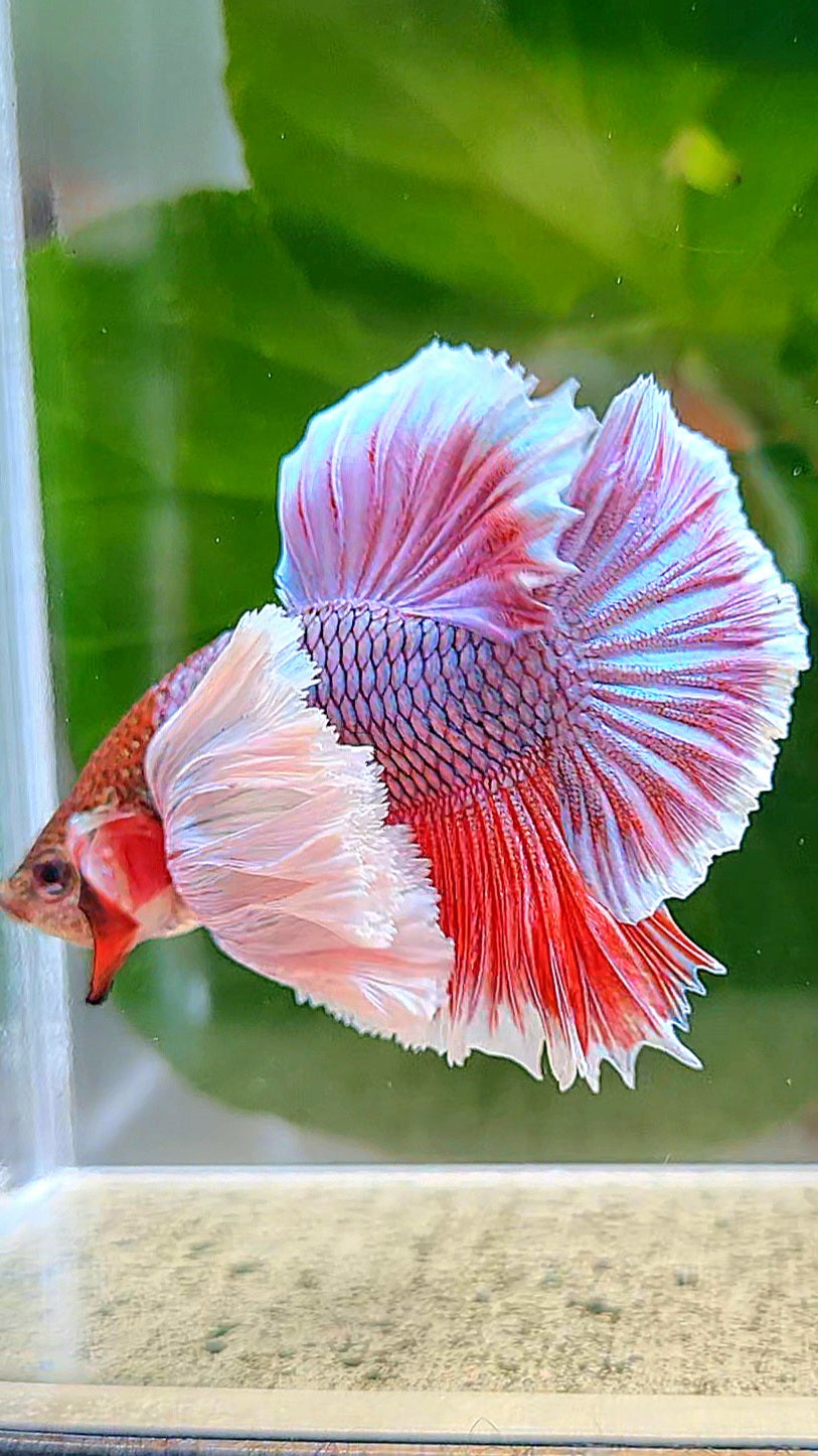 LUXURY HMPK SUPER DUMBO EAR PURPLE UNICORN BETTA FISH