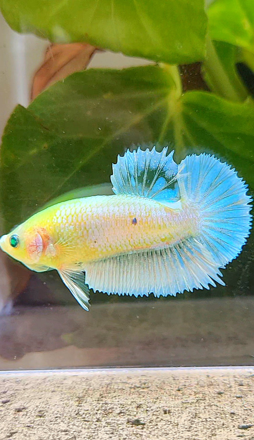PLAKAT HULK NEON WHITE BLUE SKY UNIQUE BETTA FISH