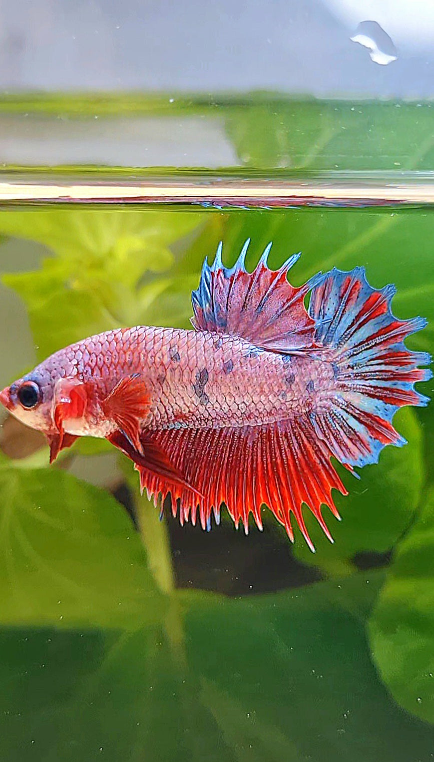 CROWNTAIL PLAKAT PINK FANCY FLAMINGGO DOTS BETTA FISH